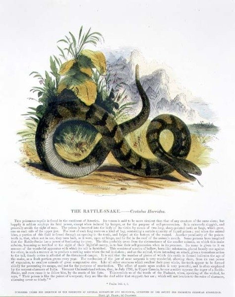 Il serpente a sonagli (Crotalus horridus) illustrazione educativa pub. dalla Society for Promoting Christian Knowledge da Josiah Wood Whymper
