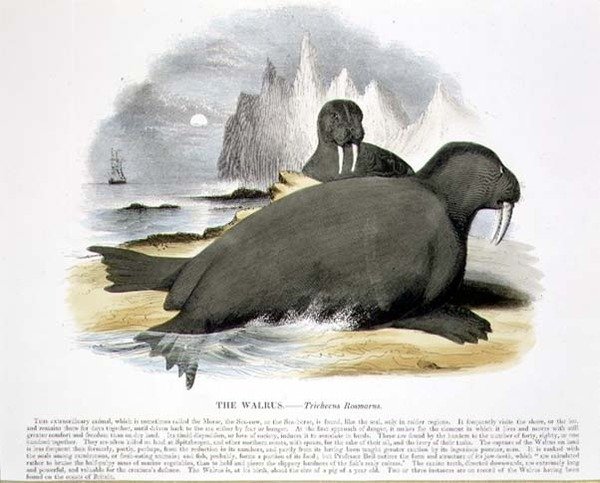 Il Tricheco (Trichecus rosmarus) illustrazione educativa pub. dalla Society for Promoting Christian Knowledge da Josiah Wood Whymper