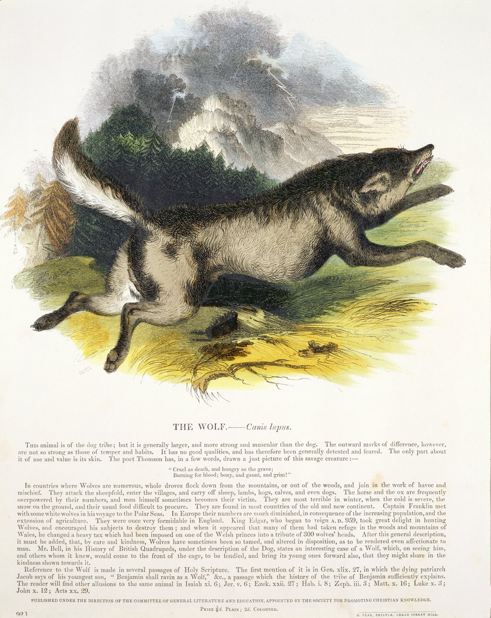 Il lupo (Canis lupus) illustrazione educativa pubblicata dalla Society for Promoting Christian Knowledge, 1843 da Josiah Wood Whymper