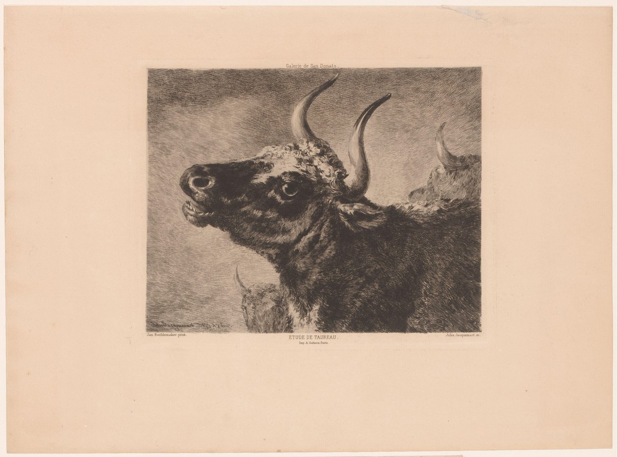 Testa di toro da Jules Ferdinand Jacquemart