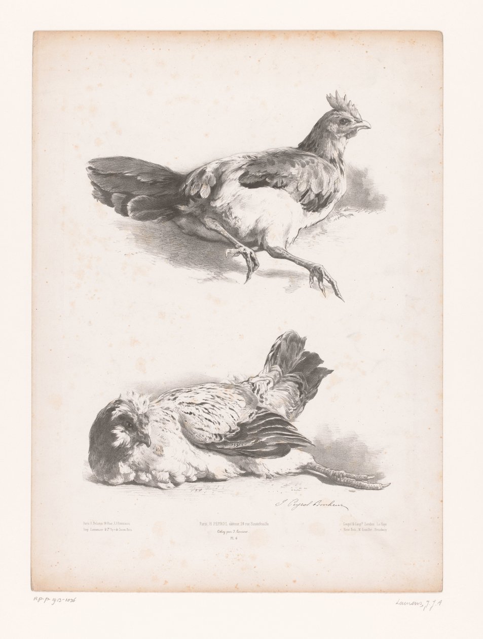 Studio di due galline sdraiate da Jules Joseph Augustin Laurens