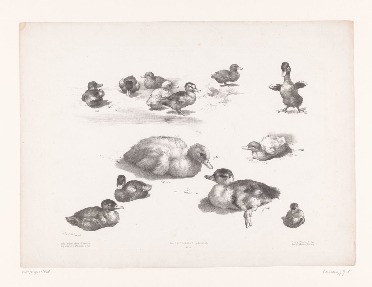 Studi di anatre e anatroccoli da Jules Joseph Augustin Laurens
