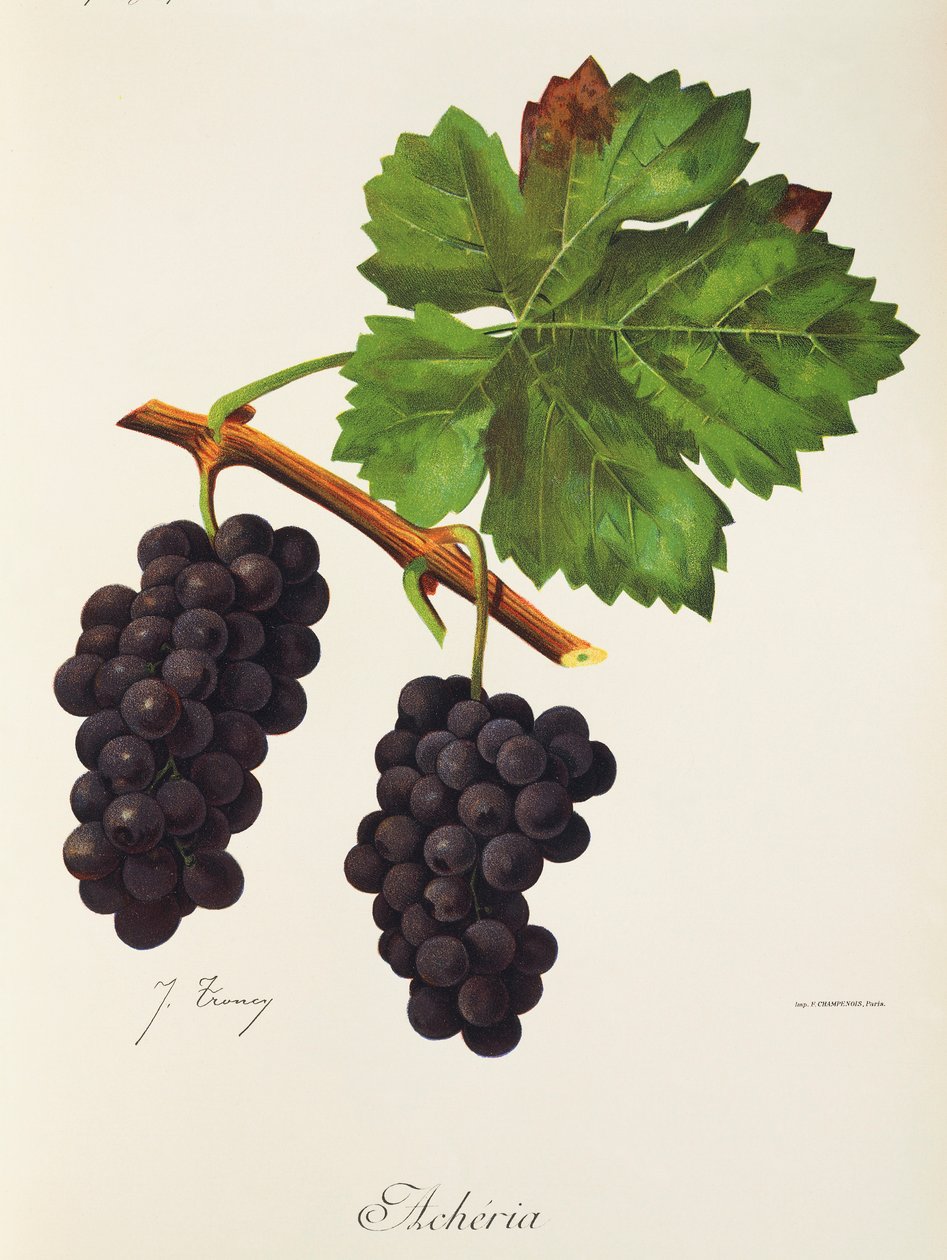 Uva Acheria da Jules Troncy