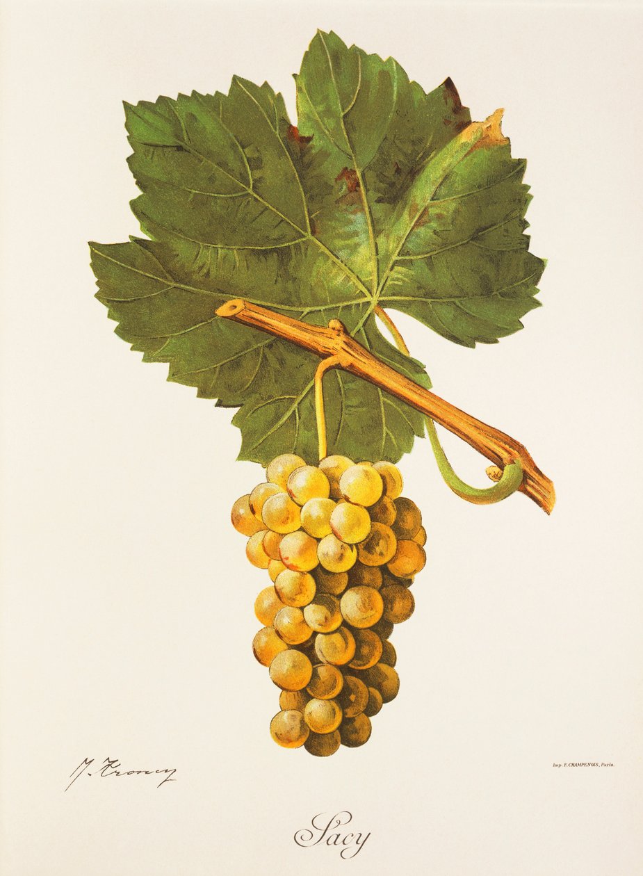 Uva Albourla da Jules Troncy