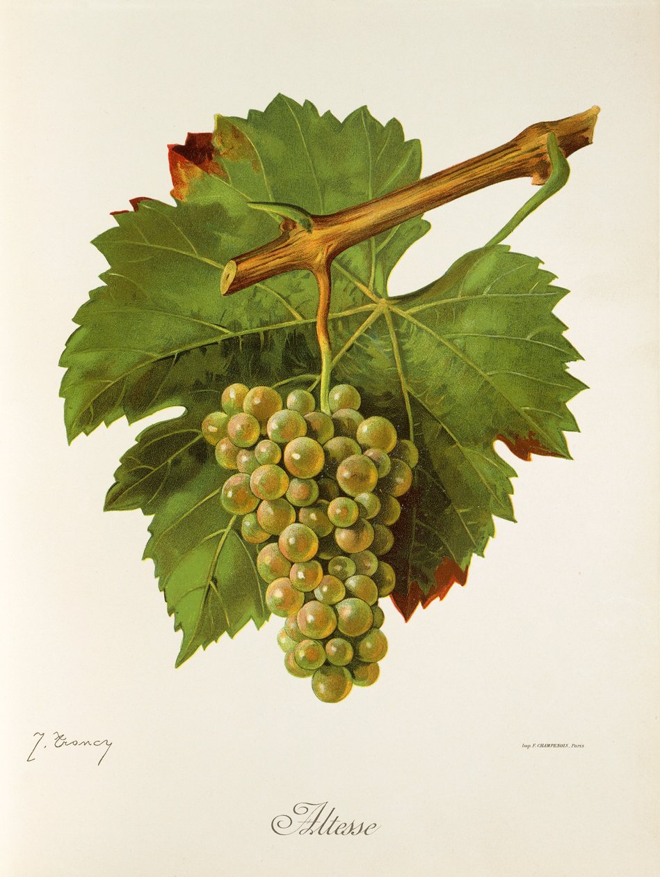 Uva Altesse da Jules Troncy