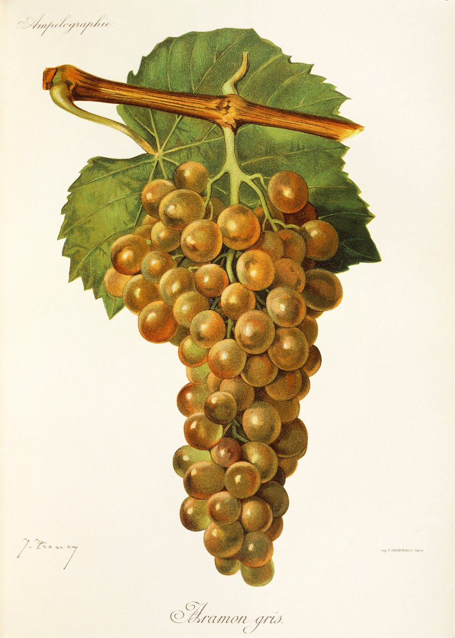 Uva Aramon Gris da Jules Troncy