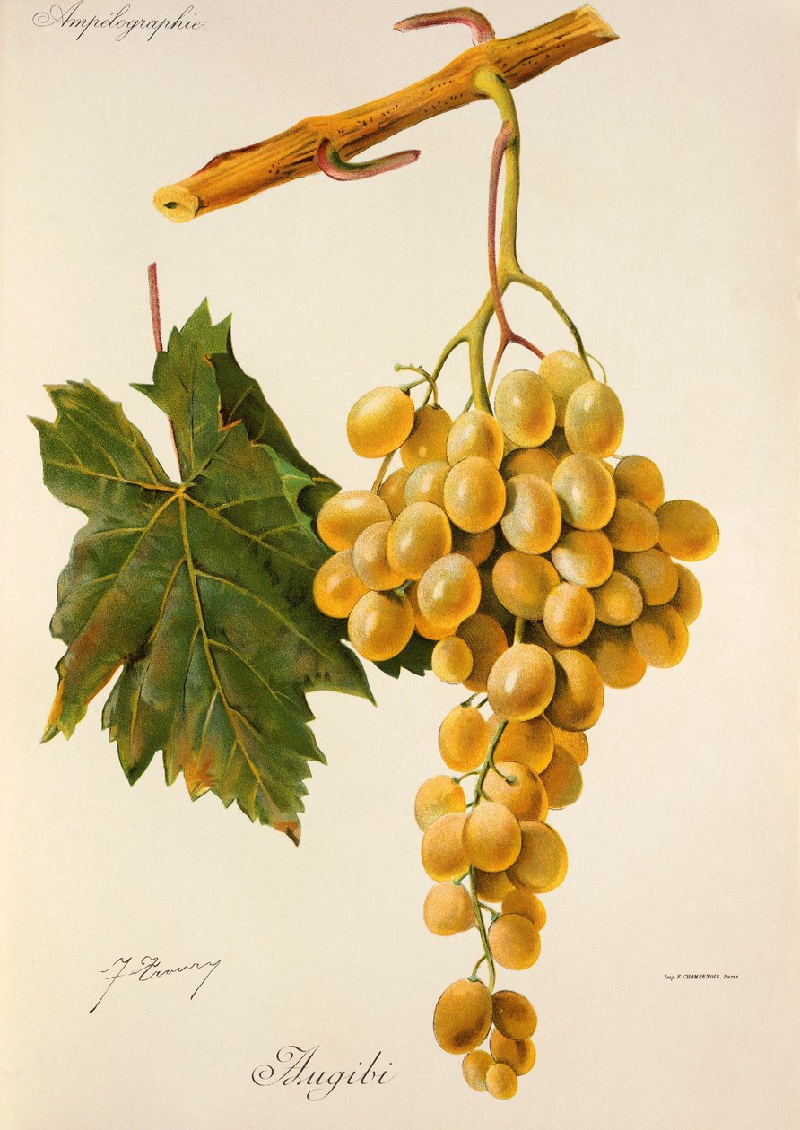 Uva Augibi da Jules Troncy