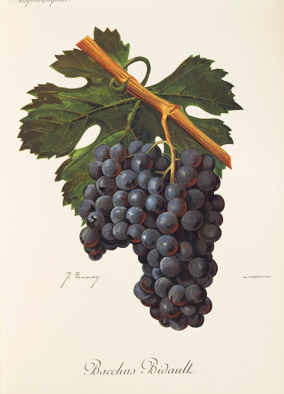 Uva Bacchus Bidault da Jules Troncy