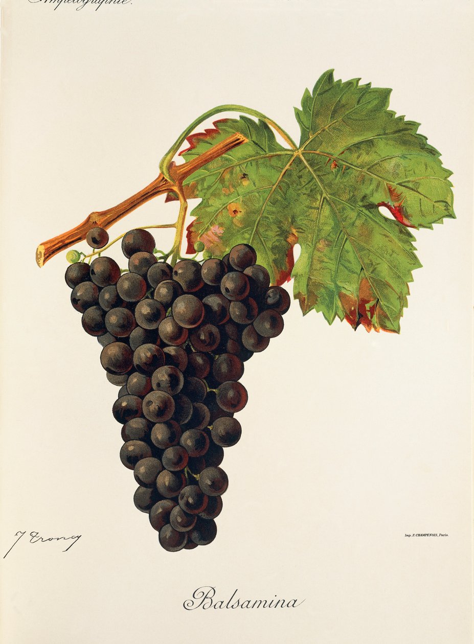 Uva Balsamina da Jules Troncy