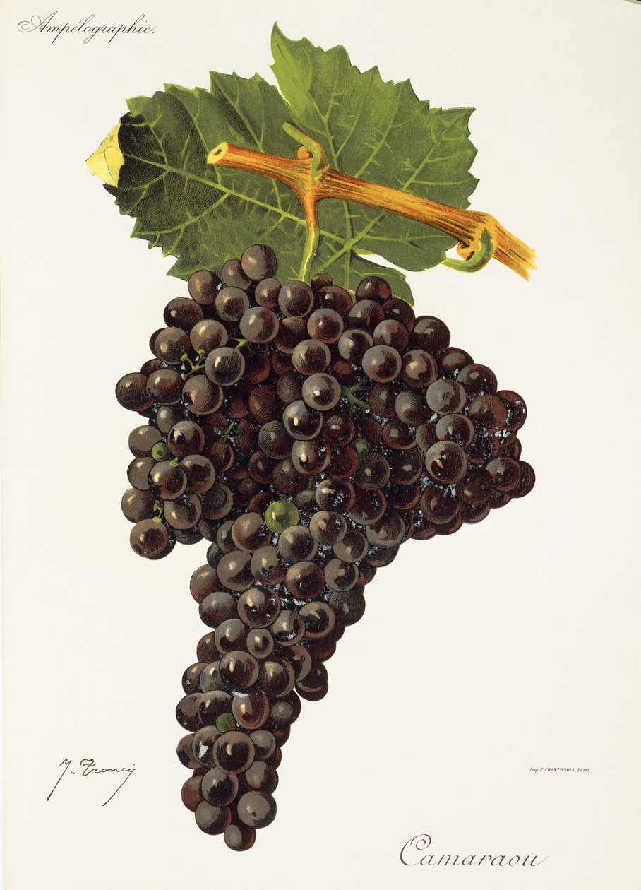 Uva Camaraou da Jules Troncy