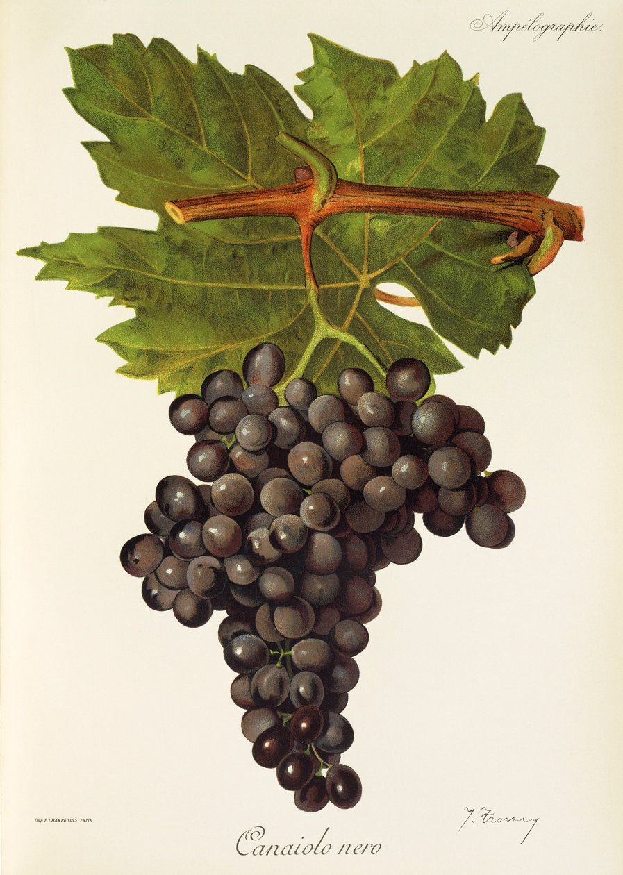 Uva Canaiolo Nero da Jules Troncy