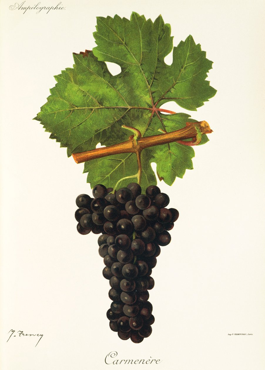 Carmenere da Jules Troncy