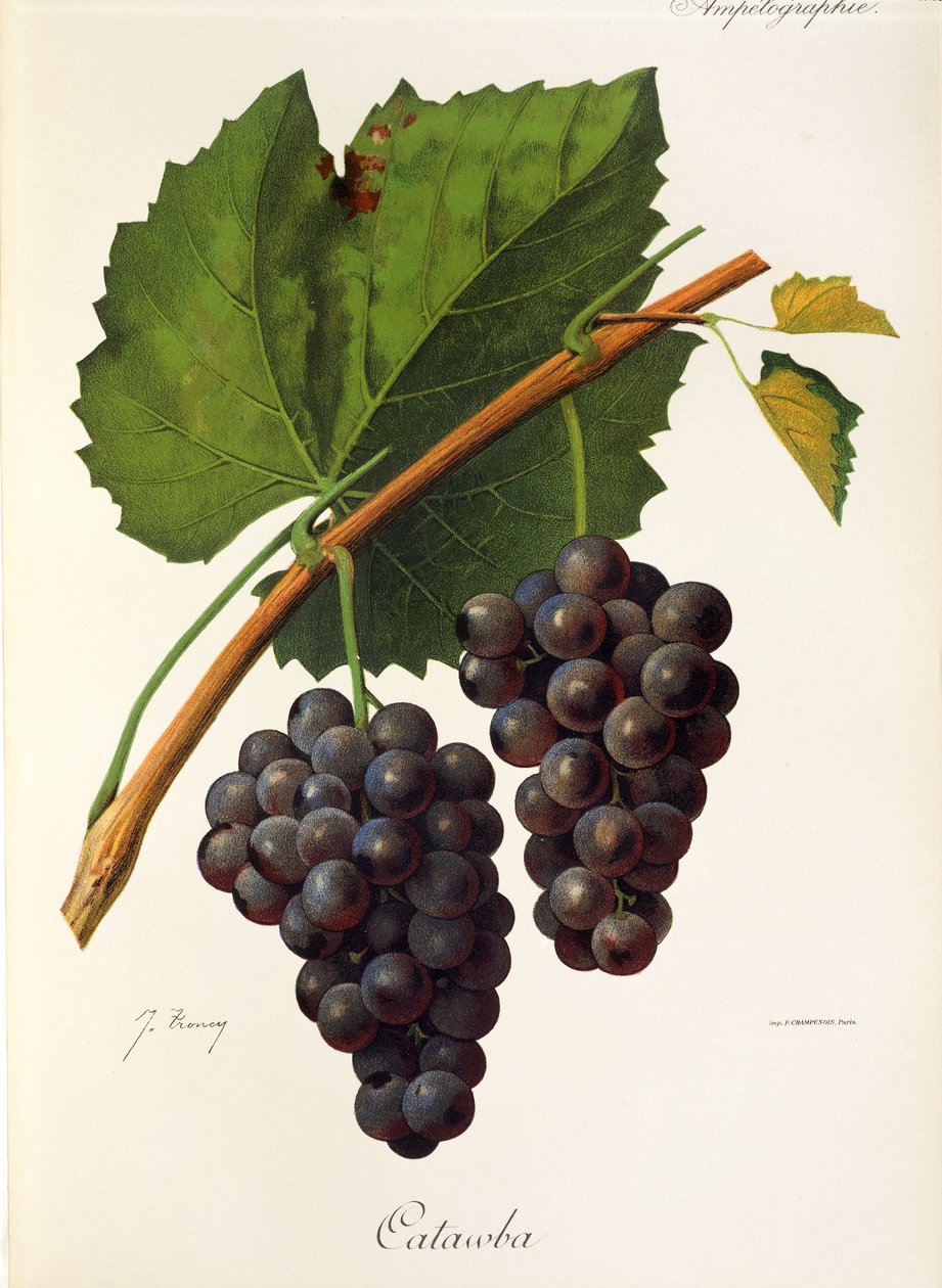 Uva Catawba di J. Troncy da Jules Troncy
