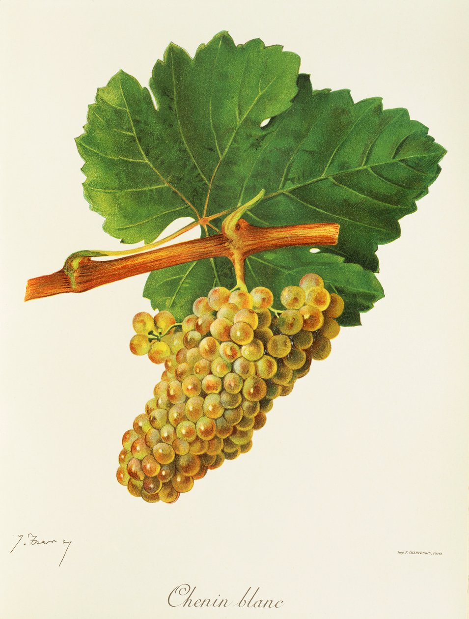 Uva Chenin Blanc da Jules Troncy