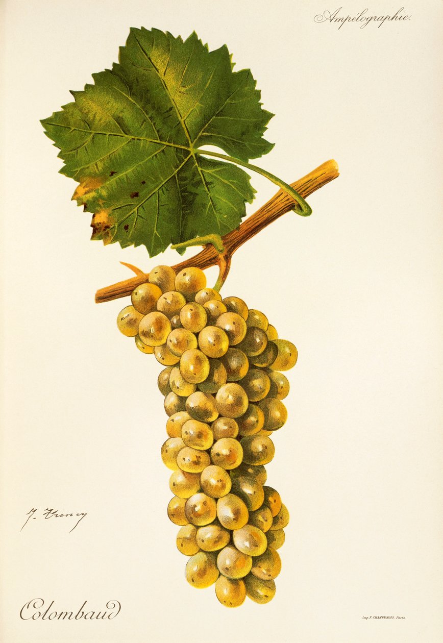Colombaud da Jules Troncy