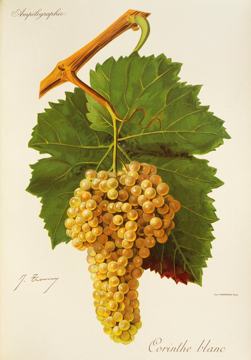 Corinthe Blanc da Jules Troncy