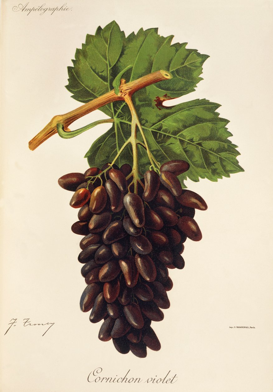 Cornichon Violet da Jules Troncy