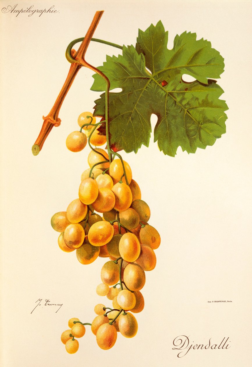 Uva Djendalli da Jules Troncy