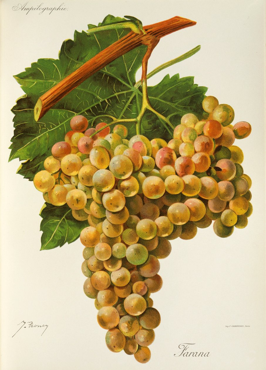 Uva Farana da Jules Troncy