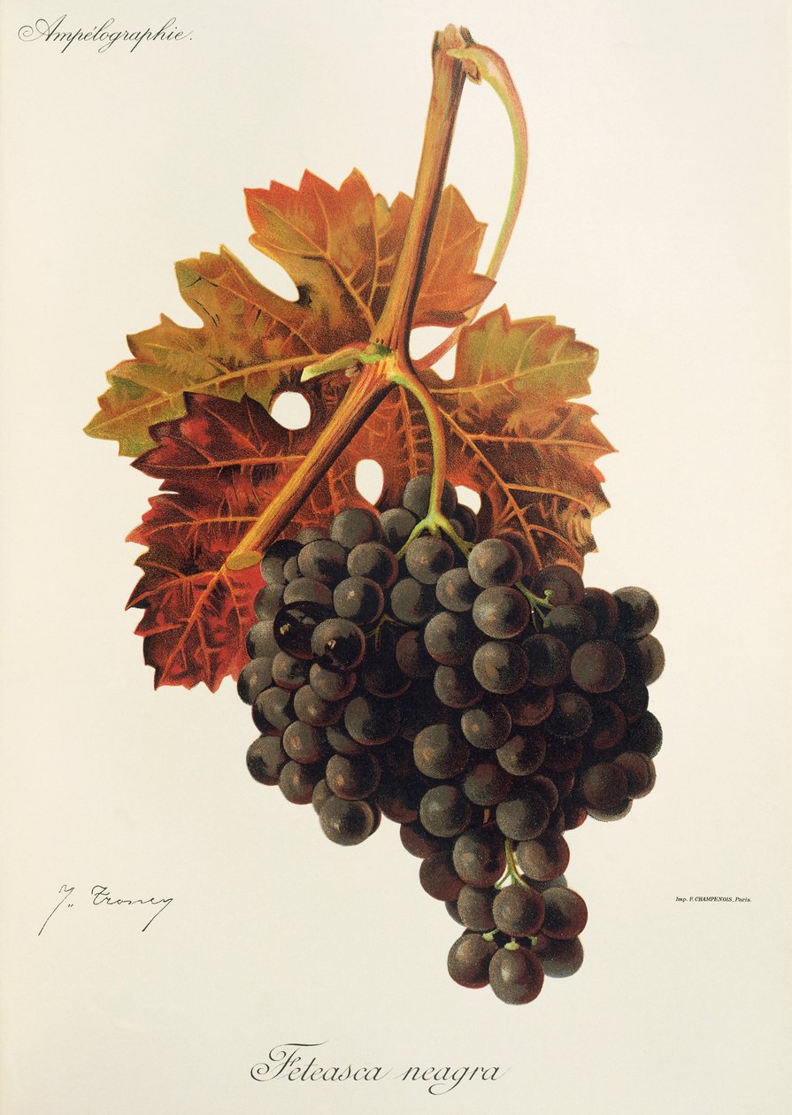 Feteasca Neagra da Jules Troncy