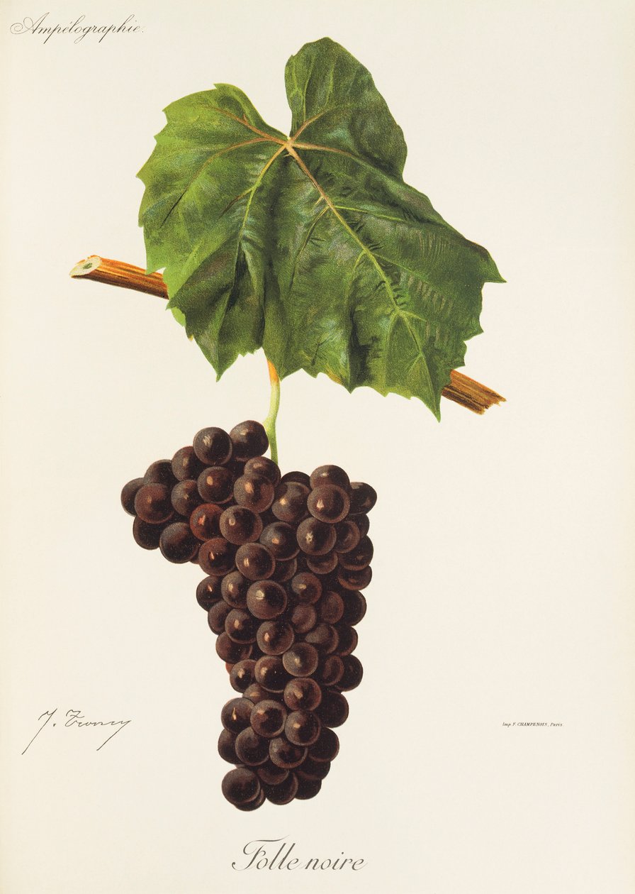 Folle Noire da Jules Troncy