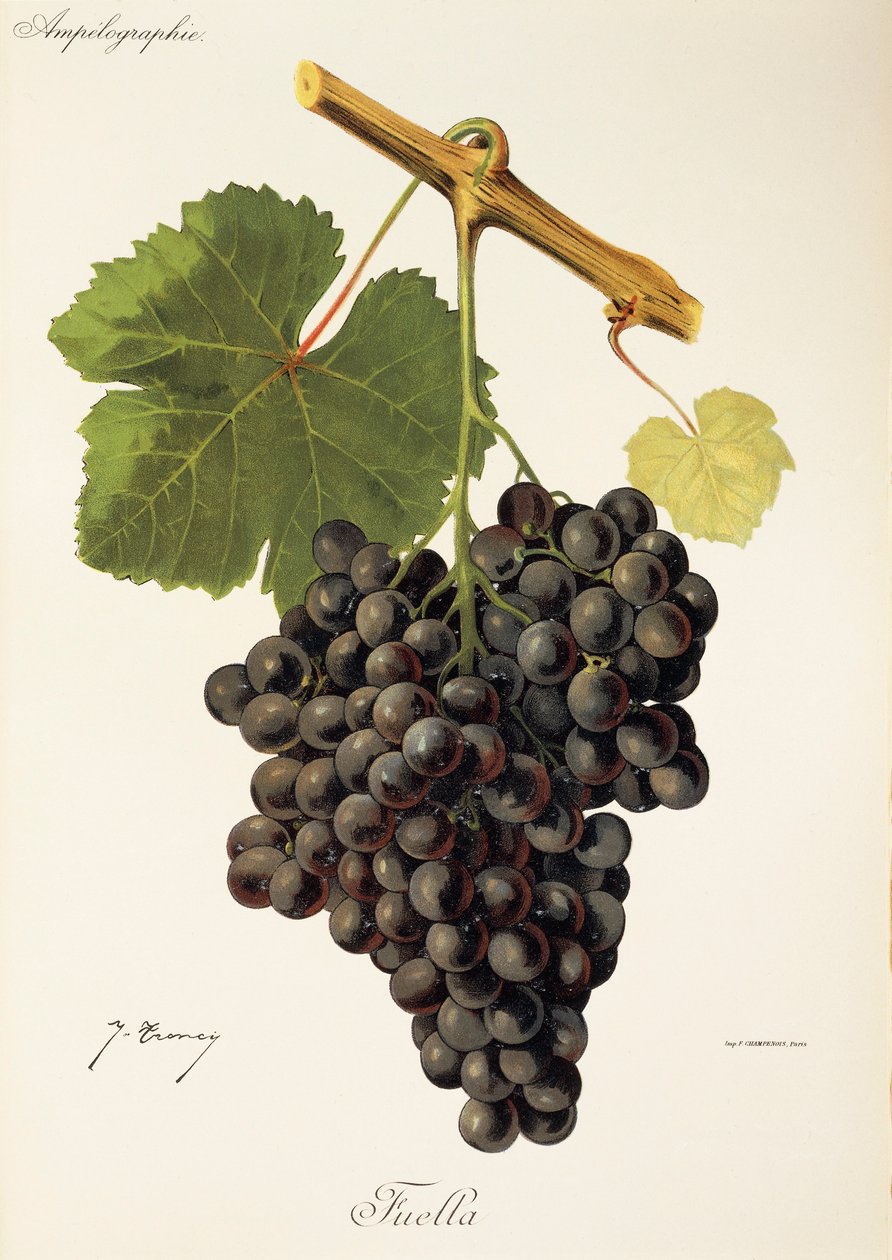 Uva Fuella di J. Troncy da Jules Troncy
