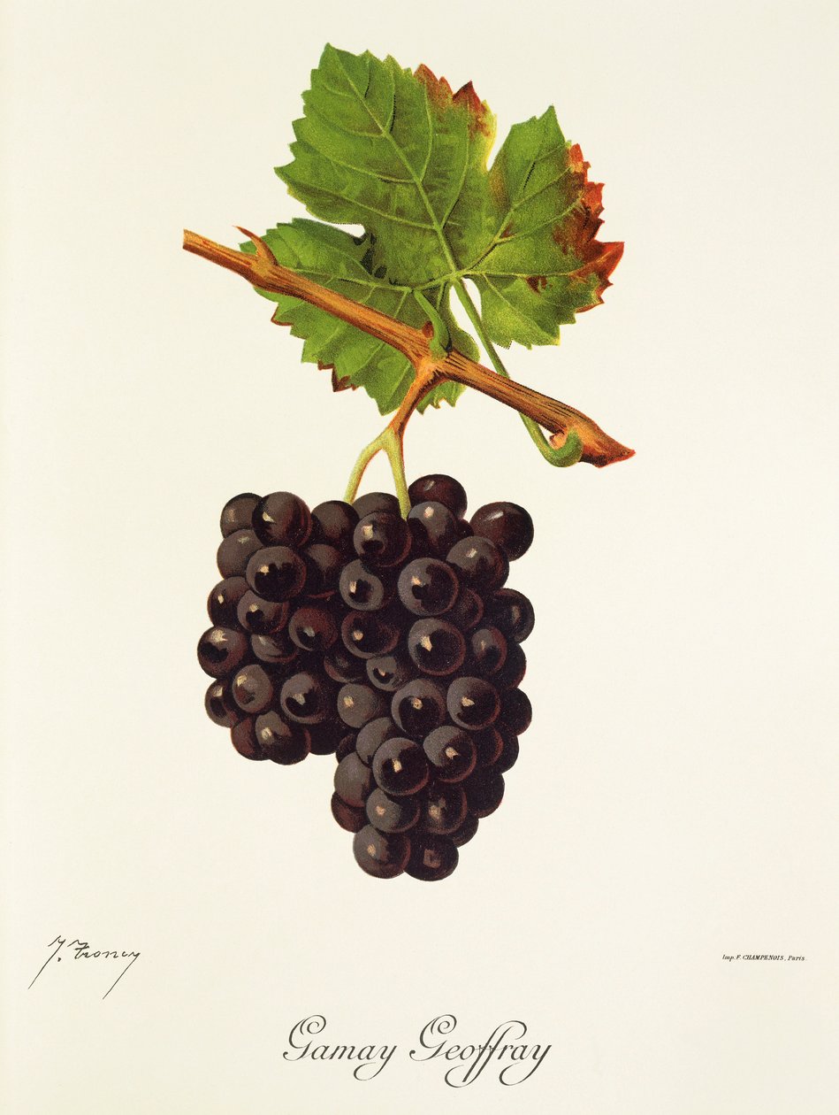 Uva Gamay Geoffray da Jules Troncy