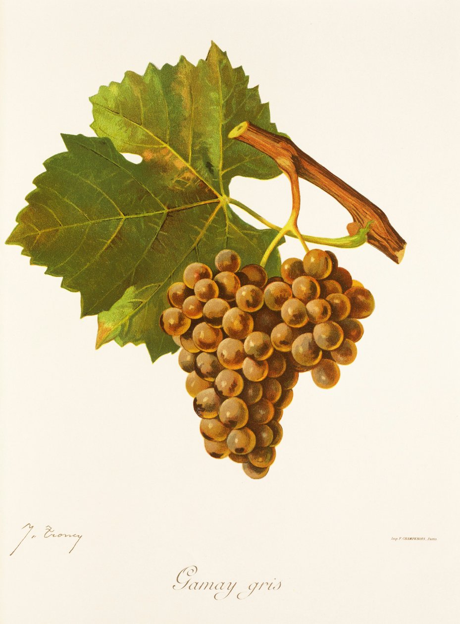 Uva Gamay Gris da Jules Troncy