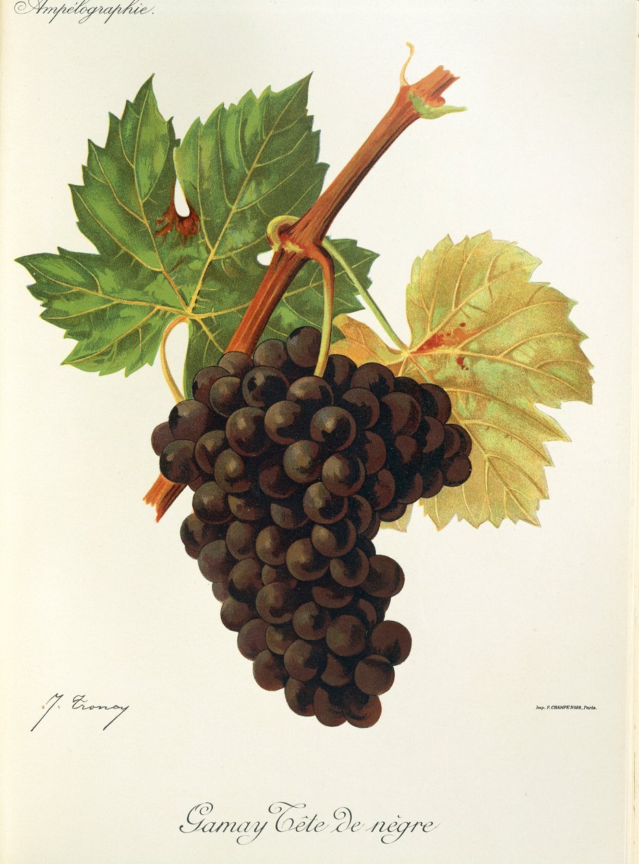 Uva Gamay Tete de Negre da Jules Troncy