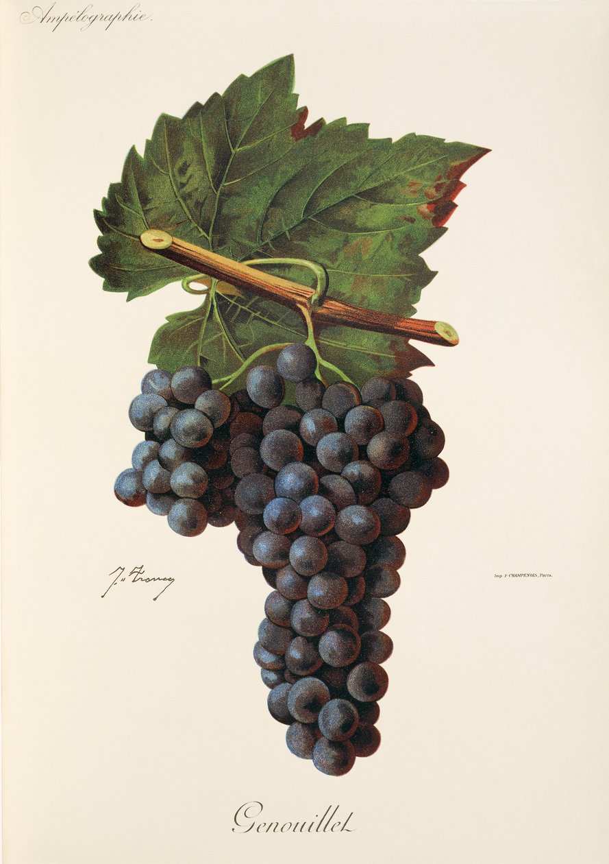 Uva Genouillet da Jules Troncy