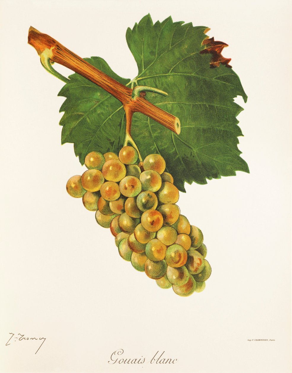 Gouais Blanc da Jules Troncy