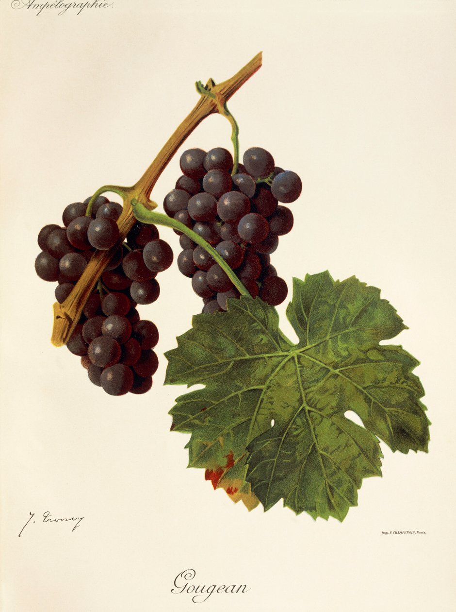 Uva Gougean da Jules Troncy