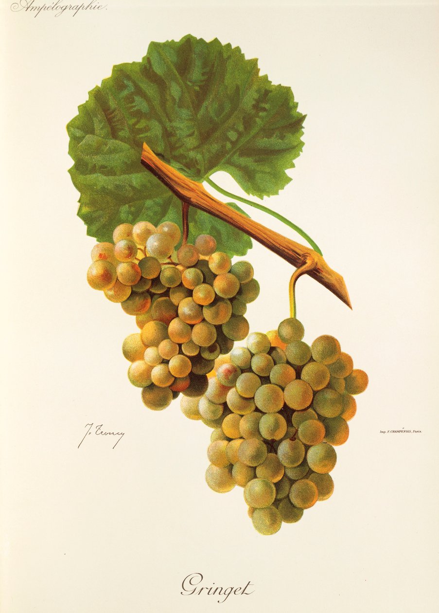Uva Gringet da Jules Troncy
