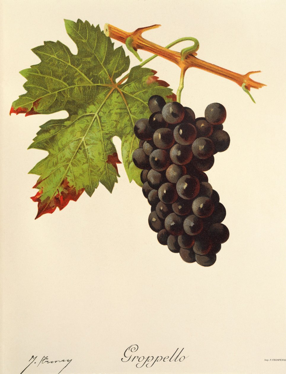 Uva Groppello da Jules Troncy