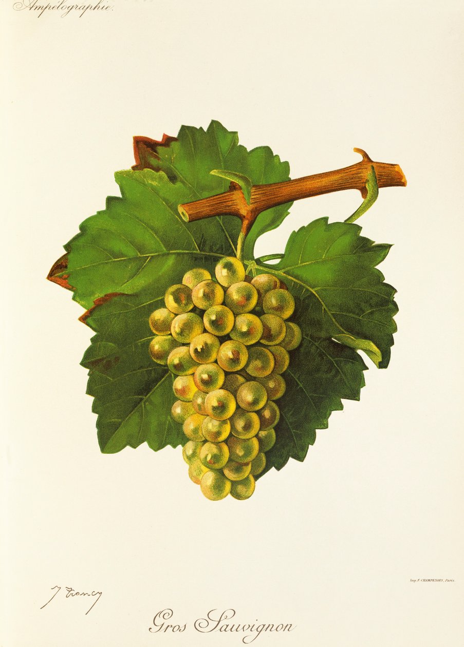 Gros Sauvignon da Jules Troncy