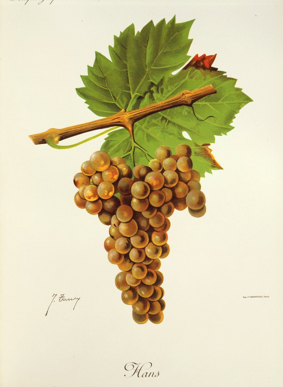 Uva Hans da Jules Troncy
