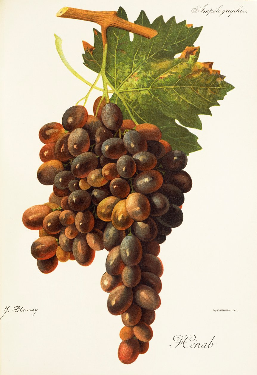 Uva Henab Noir da Jules Troncy