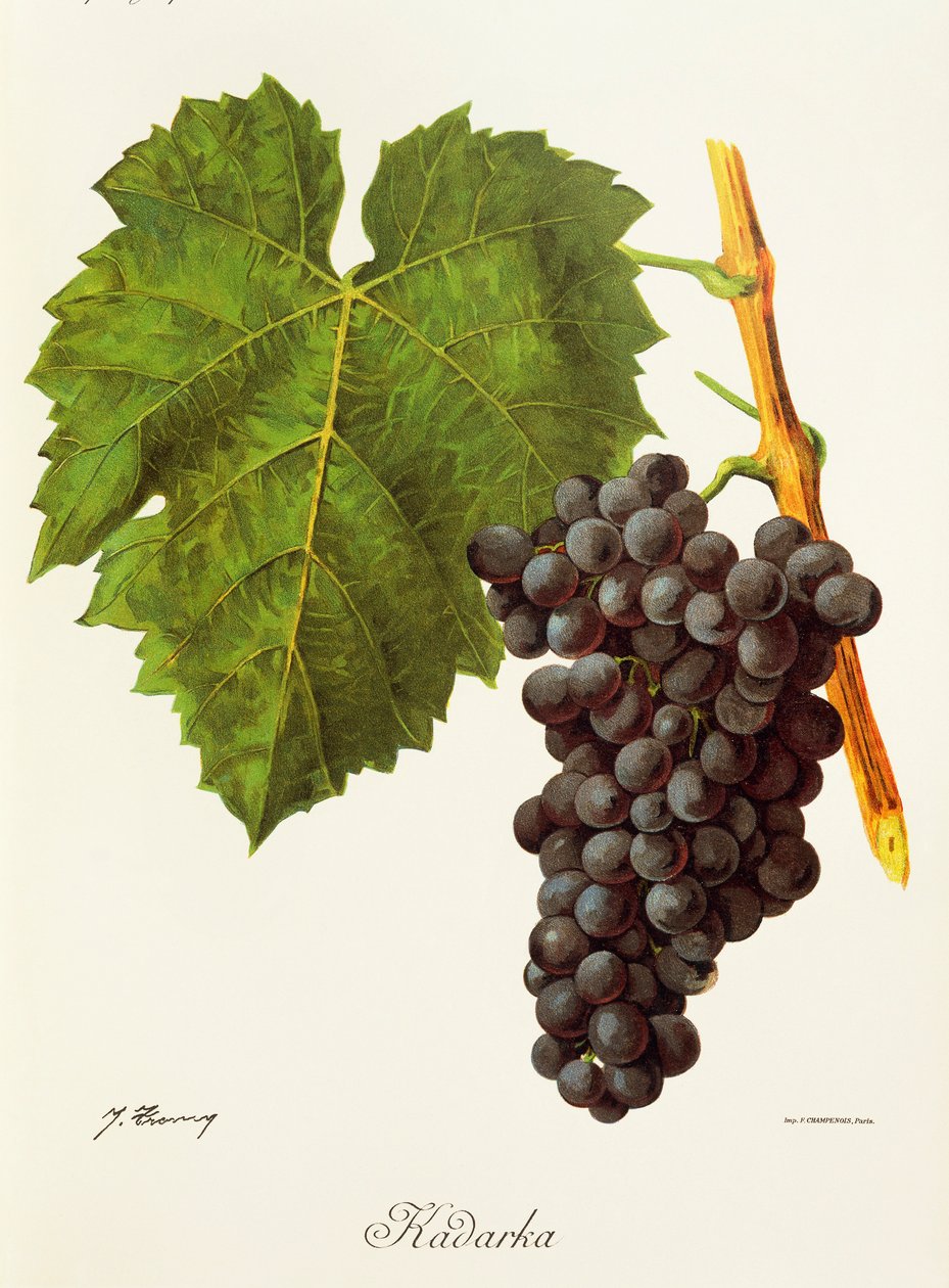 Uva Kadarka da Jules Troncy