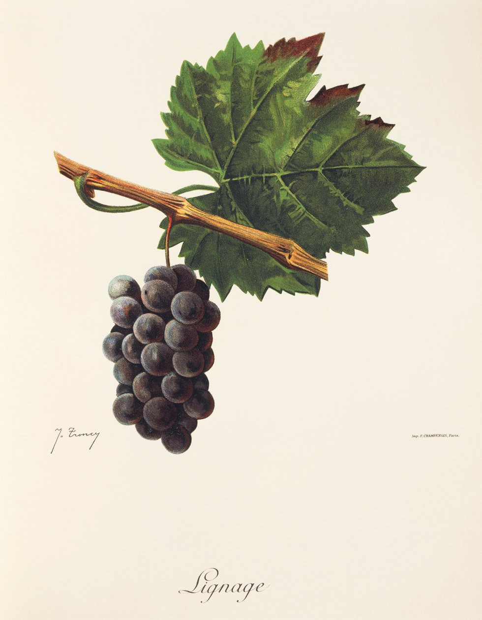Uva Lignage da Jules Troncy