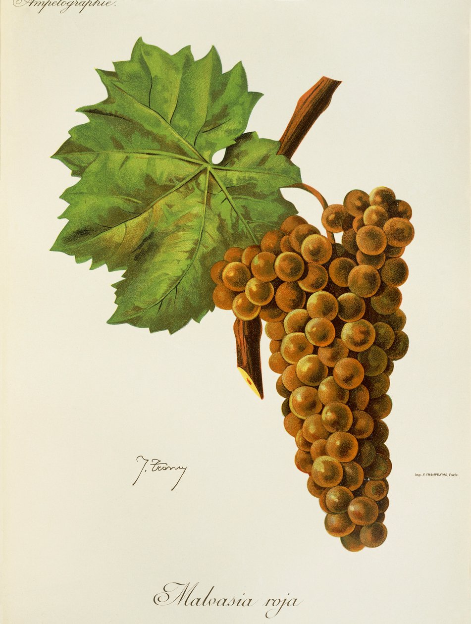 Uva Malvasia Roja di J. Troncy da Jules Troncy