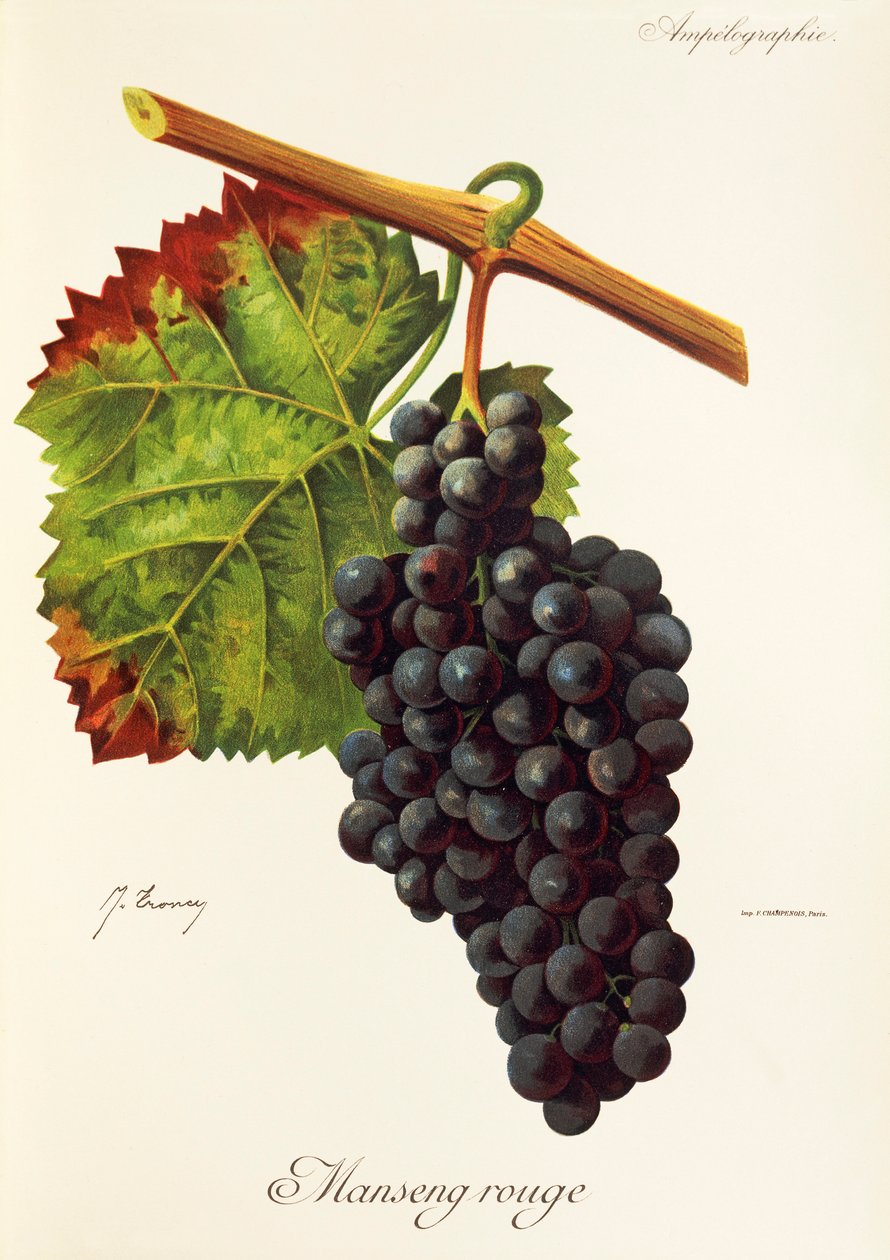 Manseng Rouge da Jules Troncy