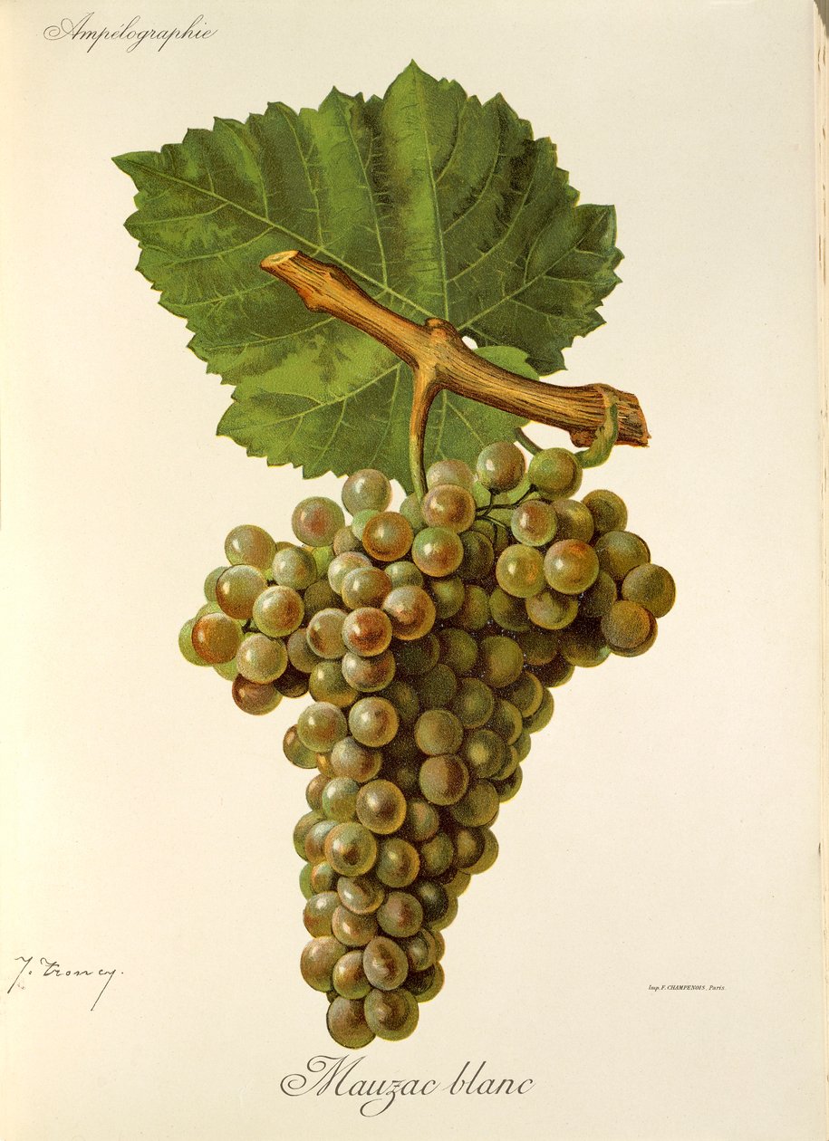Mauzac Blanc da Jules Troncy