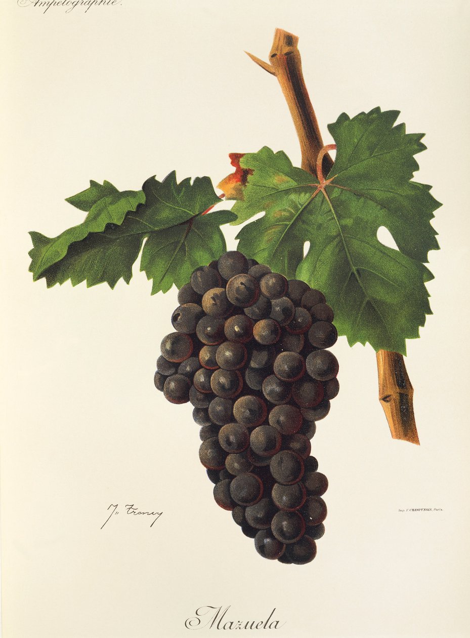 Uva Mazuela da Jules Troncy