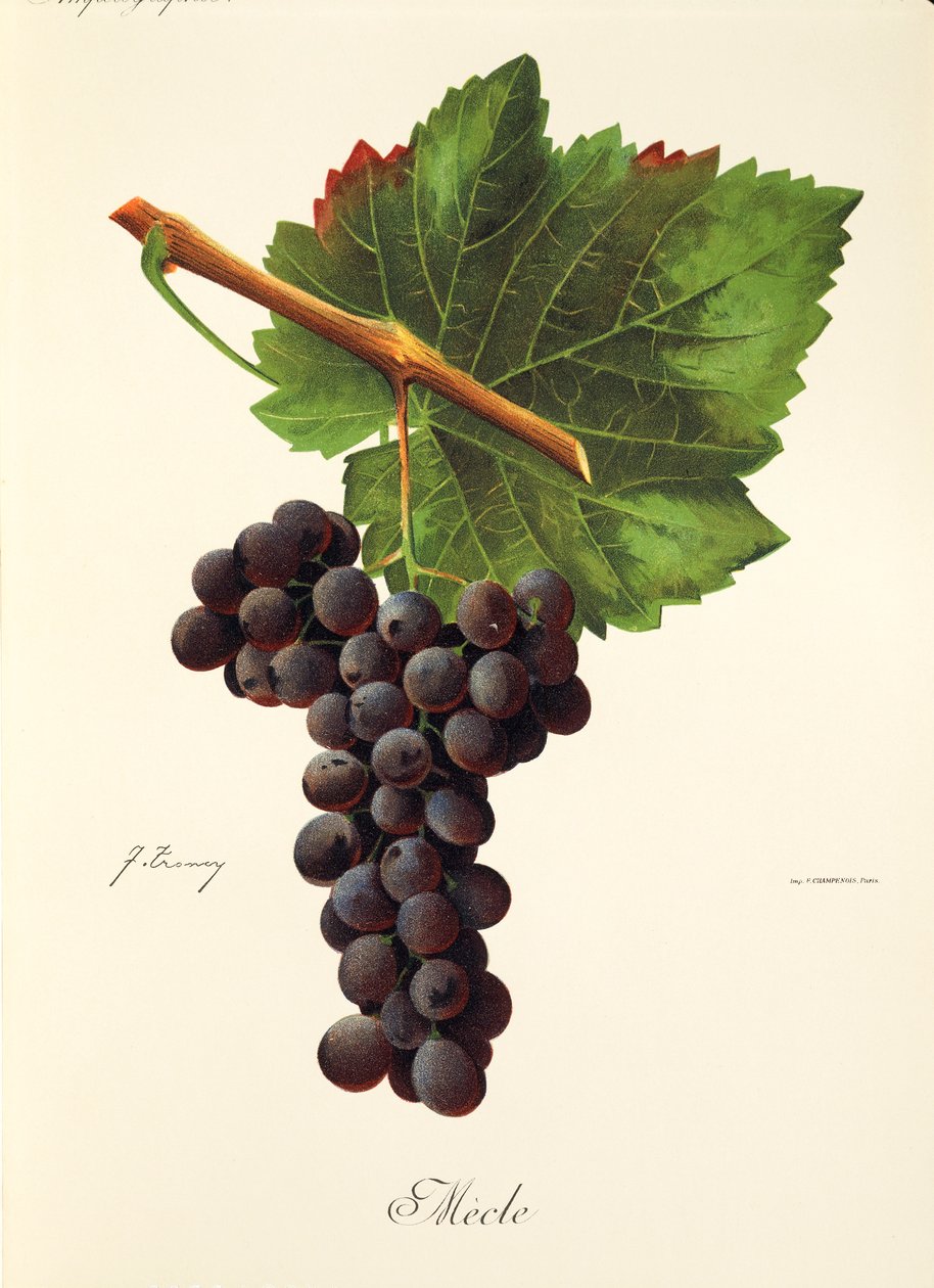Uva Mecle da Jules Troncy