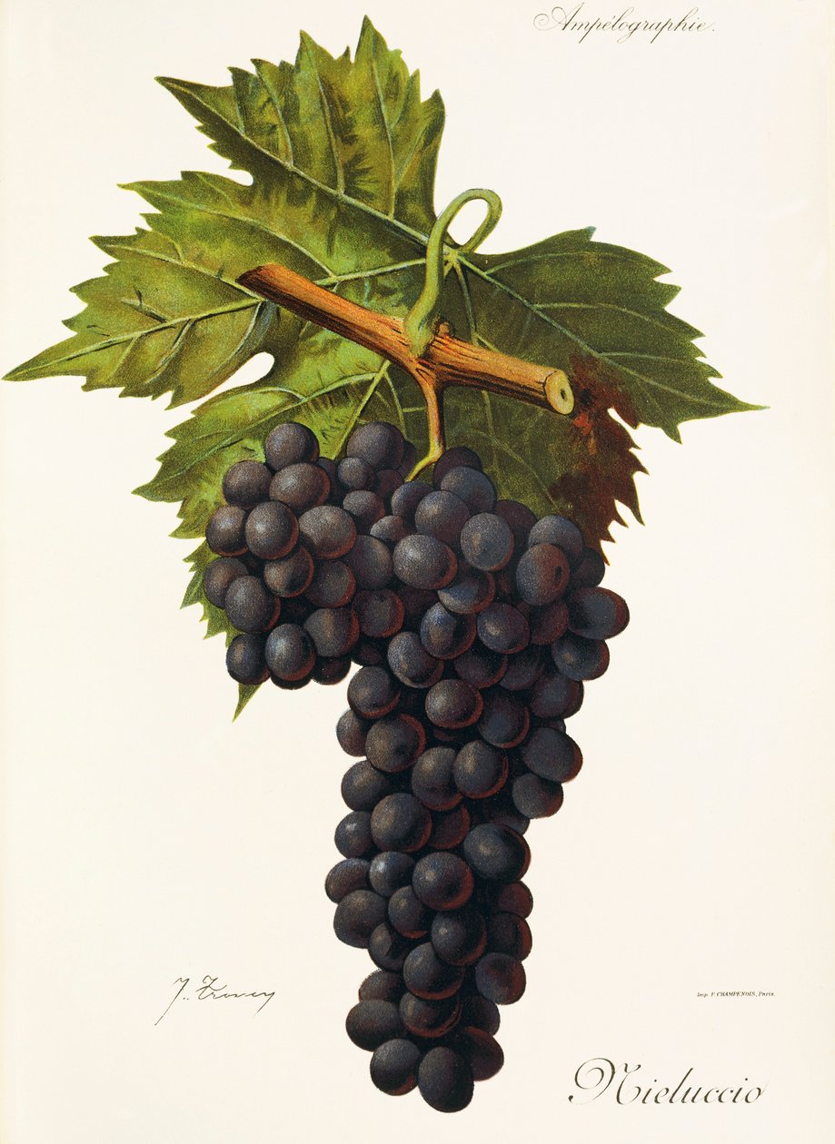 Uva Mieluccio da Jules Troncy