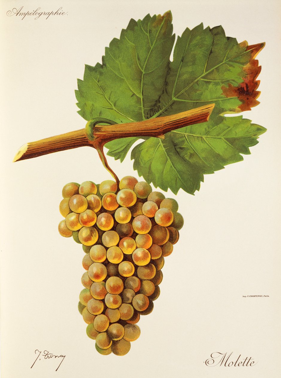 Uva Molette di J. Troncy da Jules Troncy