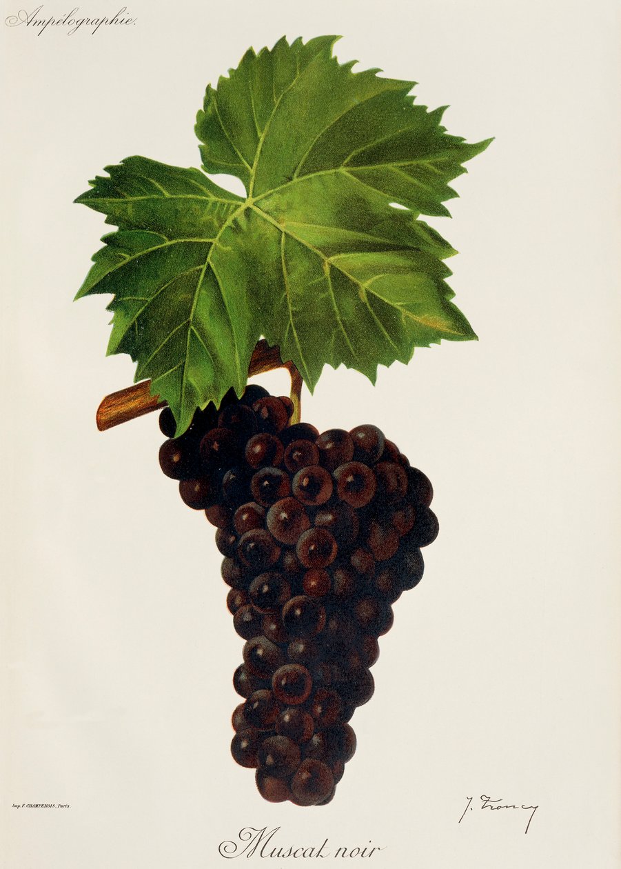 Muscat Noir da Jules Troncy