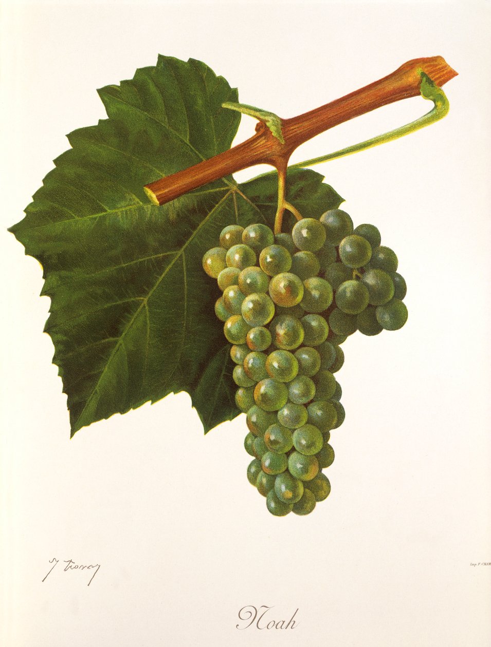 Uva Noah da Jules Troncy