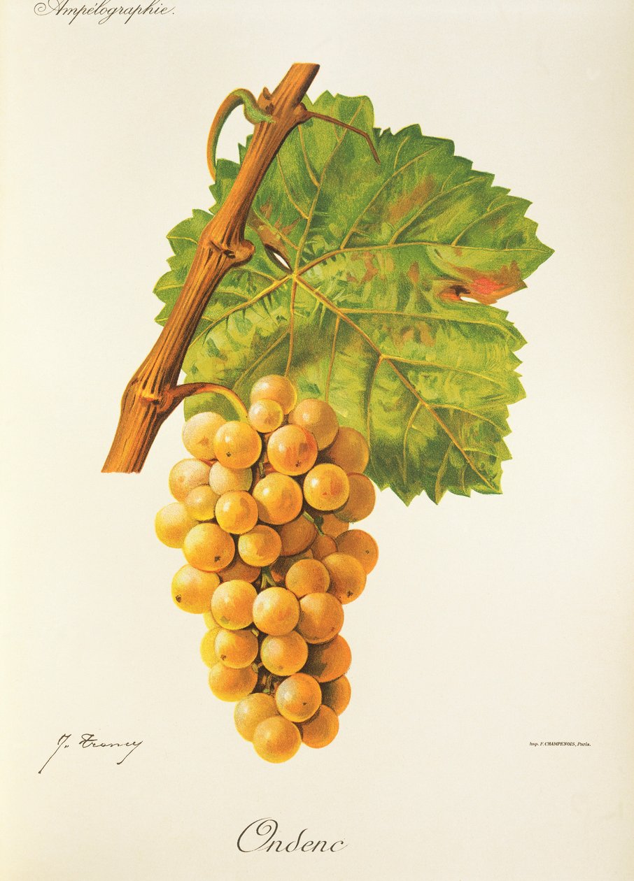 Uva Ondenc da Jules Troncy