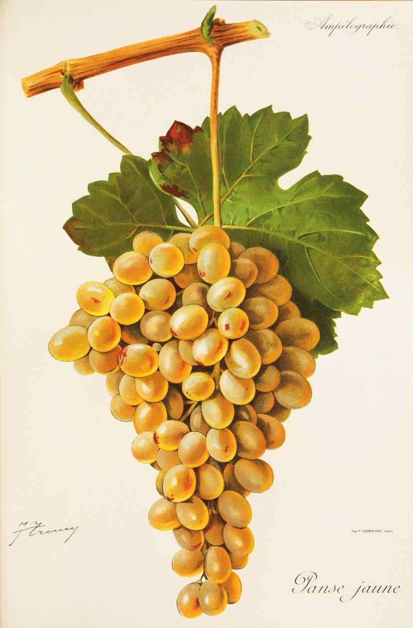 Uva Panse Jaune da Jules Troncy